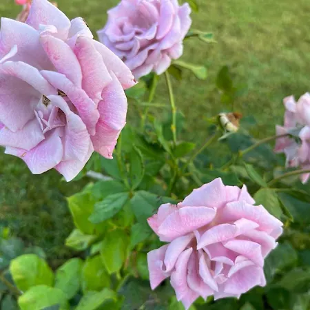 Prestige 1 Bedroom 4 People 4* Свети-Влас