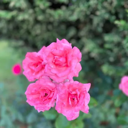 Prestige 1 Bedroom 4 People Апарт-отель