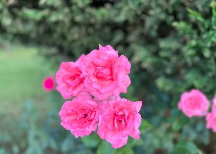 Prestige 1 Bedroom 4 People Lejlighedshotel