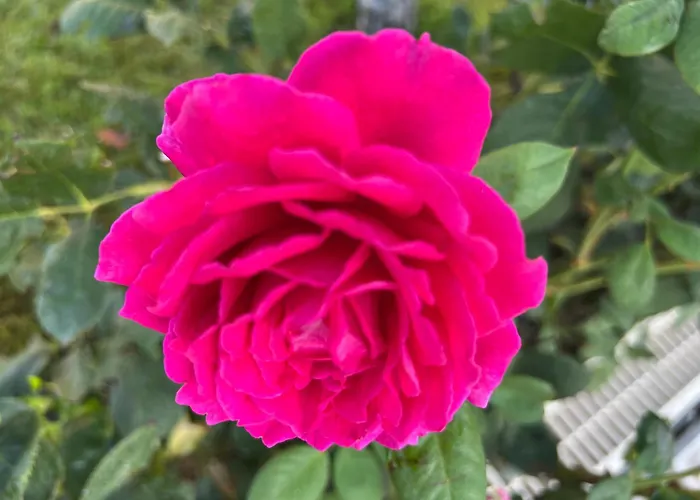 Prestige 1 Bedroom 4 People Lejlighedshotel